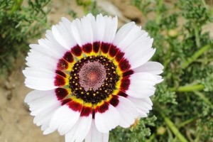 三色菊养殖全攻略（从种植到繁殖，掌握关键技巧，打造美丽庭园）