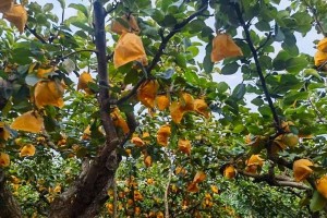 黄金梨成熟时间及食用方法（秋季果实满枝，细数黄金梨的营养与美味）