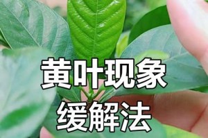 栀子花为何叶子发黄不开花？（探究栀子花发黄不开花的原因及解决方法）