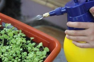 碳酸饮料对植物的影响（探究碳酸饮料的浇花效果及其影响因素）