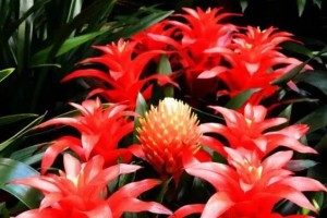 以红顶花怎么养？（打造绚丽的花园，红顶花养护全攻略）
