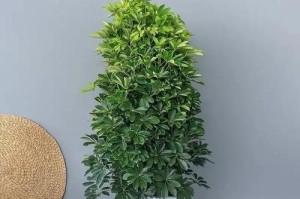 鹅掌的浇水技巧（掌握这些方法，让你的鹅掌更健康）
