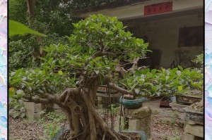 榕树养护指南（打造繁茂的绿色天际线）