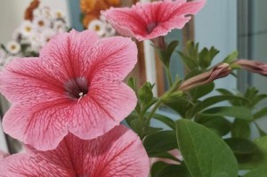 如何种植牵牛种子（一步步教你选种、准备土壤、播种、管理、收割）