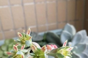多肉养殖如何促使开花（培育多肉花卉，绽放美丽与情趣）
