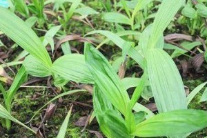 白芨病虫害防治技术与方法措施（保障白芨品质，科学防治病虫害）