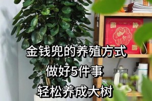 如何在冬天养护金钱树