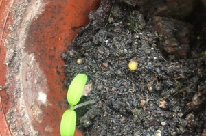 如何种植粉蝶花种子？（步骤详解，轻松培育美丽花园）