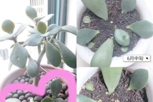 玉树繁殖之道（了解玉树繁殖的关键，助你培育属于自己的绿色乐园）