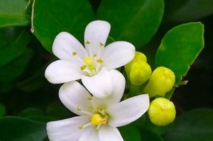 九里香一年开几次花（解读九里香花期及养护技巧）