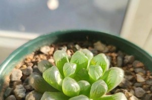 冰灯雪莲花的养殖指南（打造冰雪世界，种植美丽雪莲花）