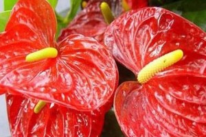 火鹤花的养护秘籍（水的合理运用助您打造繁茂的火鹤花）