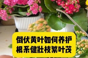 家庭种植（简单、环保、经济实惠的家用肥料制作方法）