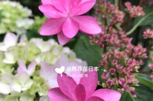 从花的养殖技巧到繁衍之道（挑战“花”养殖，掌握关键要点，迈出成功第一步！）