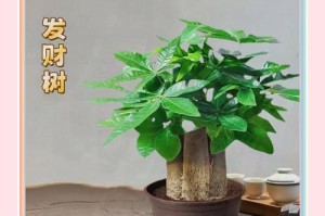 发财树杆软了怎么回事？解决方法大揭秘！（掌握正确养护技巧，让您的发财树重新挺拔如初！）