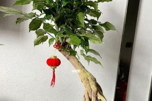 幸福树盆景修剪的技巧与方法（打造精致盆景，从修剪幸福树开始）