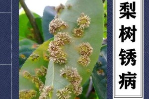 梨树病虫害防治技术（常见防治方法与措施）
