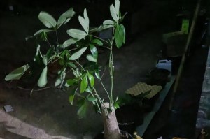 发财树为何树干会粘手？（探索发财树树干黏性的原因及解决方法）