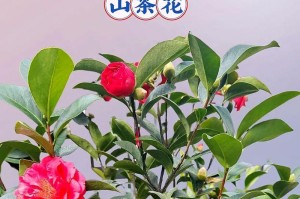 山茶花养殖方法详解（打造美丽花园的必备技巧）