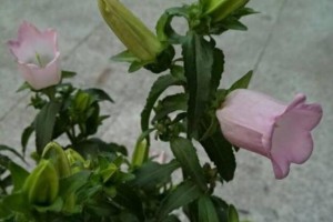 休眠的花朵（探秘花朵休眠背后的触发机制）