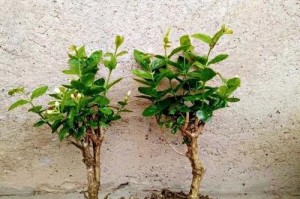 如何正确修剪独棵茉莉花（茉莉花修剪技巧与注意事项）