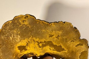 探究桑黄的适宜种植地点（了解桑黄生长环境与种植要求）