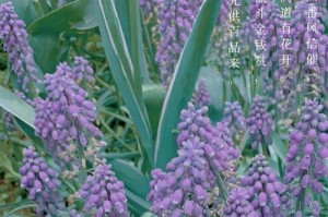 风信子花所代表的含义（解读风信子花语及其象征意义）
