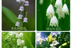 铃兰花期全解析（铃兰花期时间、生长环境、繁殖方式和食用方法）