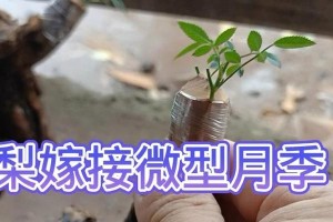 如何科学养护以嫁接桩为主题的植物（以嫁接桩为主题的植物养护技巧与注意事项）