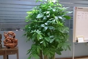 养护容易的盆栽植物推荐（15种适合家居环境的好养植物，让你拥有舒适的绿色空间）