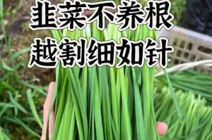 高产韭菜种植技术与管理方法（从栽培到收成，打造高产韭菜的秘密）