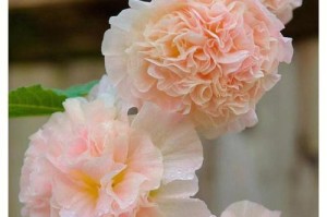 蜀葵开花时间与花期长短研究（探讨蜀葵开花周期及生长环境）