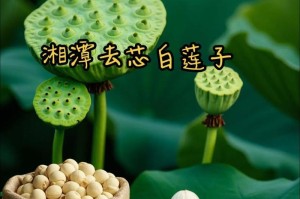 莲子的适量食用方法（每天吃几个最好？如何搭配食用？）
