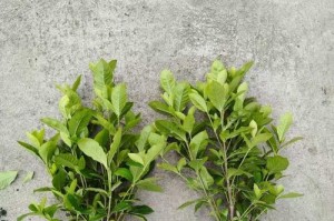 应对大叶栀子花的狂长现象（控制大叶栀子花生长的有效方法）