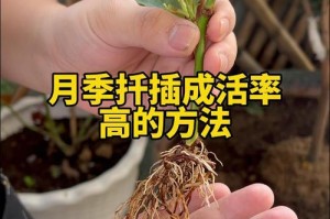 月季盆栽的浇水技巧（保持适度湿润，让月季健康成长）