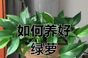 绿萝换盆后叶子全黄怎么办？（绿萝换盆后叶子变黄是为什么？如何处理？）