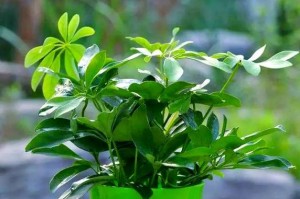 鹅掌木为何频繁掉叶？（揭秘鹅掌木掉叶的原因及应对之道）