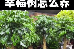《秋天如何养护幸福树》（打造美丽庭院的秘诀，让幸福之树绽放芬芳）