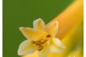 如何正确浇水以火炬花（解锁火炬花的浇水技巧与要点）