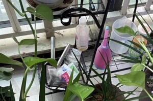 探索苿莉烂叶子原因及应对方法（探索苿莉烂叶子原因及应对方法）