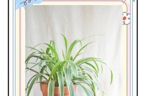 百合科植物养殖全攻略（探秘百合科植物的种植技巧和护理方法）