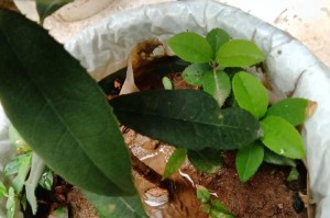茶花籽的种植技巧（从裂开到繁衍，茶花籽种植全攻略）