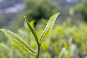 茶叶的种植与发展——中国茶文化的历程（探究茶叶作为经济作物的地位与价值）