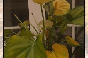 以红掌不长花——探究植物不开花的原因（为什么有些植物无法开花？）