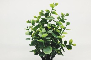 金钱的浇水之道（用财富滋润生活，用智慧引领财富流向）