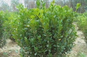 北方种植小叶黄杨的技巧与经验（打造北方地区小叶黄杨园林的秘诀）