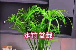 伞竹养殖技巧大揭秘！（从选种到管理，一起学习伞竹养殖的诀窍！）
