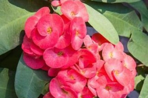 探秘海棠花期之长（海棠开花时间、花期长短、品种辨识、花语等你了解）