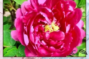 花儿过冬的奇妙方式（解密花儿的冬眠之谜）