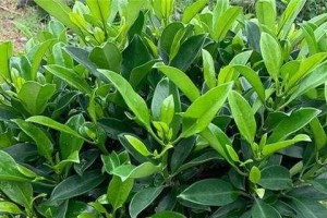 如何分盆让非洲茉莉轻松成活（分盆技巧、成活要点、细节把握）